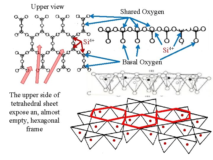 Upper view Shared Oxygen Si 4+ Basal Oxygen The upper side of tetrahedral sheet