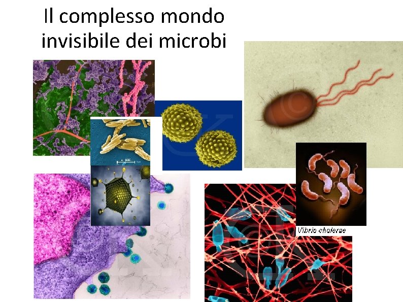 Il complesso mondo invisibile dei microbi 11 