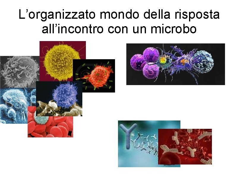 L’organizzato mondo della risposta all’incontro con un microbo 