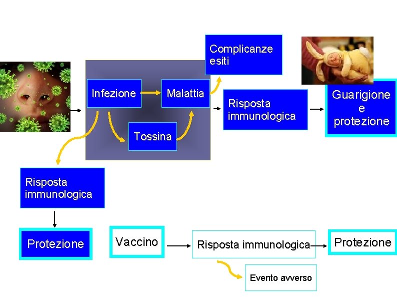 Complicanze esiti Infezione Malattia Patogeno Risposta immunologica Guarigione e protezione Tossina Risposta immunologica Protezione