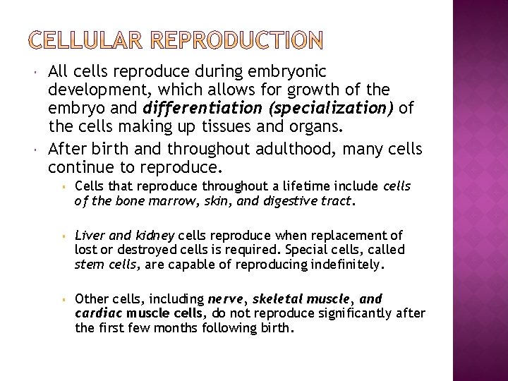  All cells reproduce during embryonic development, which allows for growth of the embryo