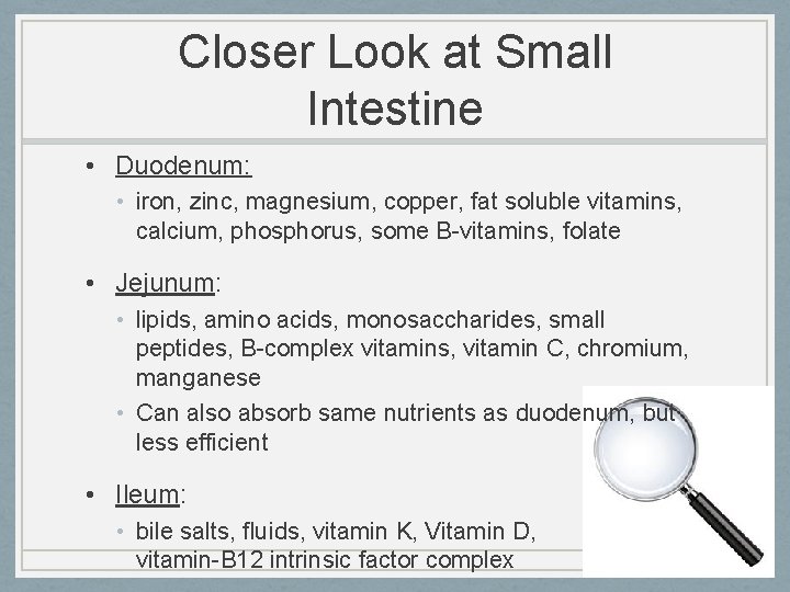 Closer Look at Small Intestine • Duodenum: • iron, zinc, magnesium, copper, fat soluble