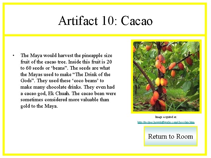 Artifact 10: Cacao • The Maya would harvest the pineapple size fruit of the