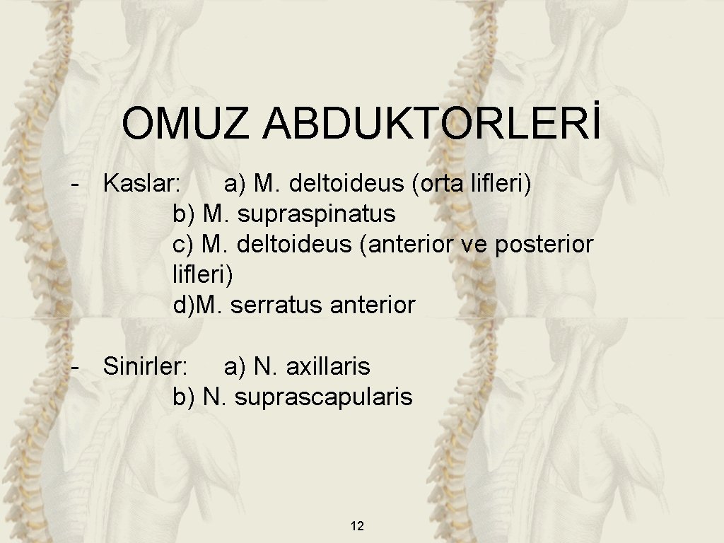 OMUZ ABDUKTORLERİ - Kaslar: a) M. deltoideus (orta lifleri) b) M. supraspinatus c) M.