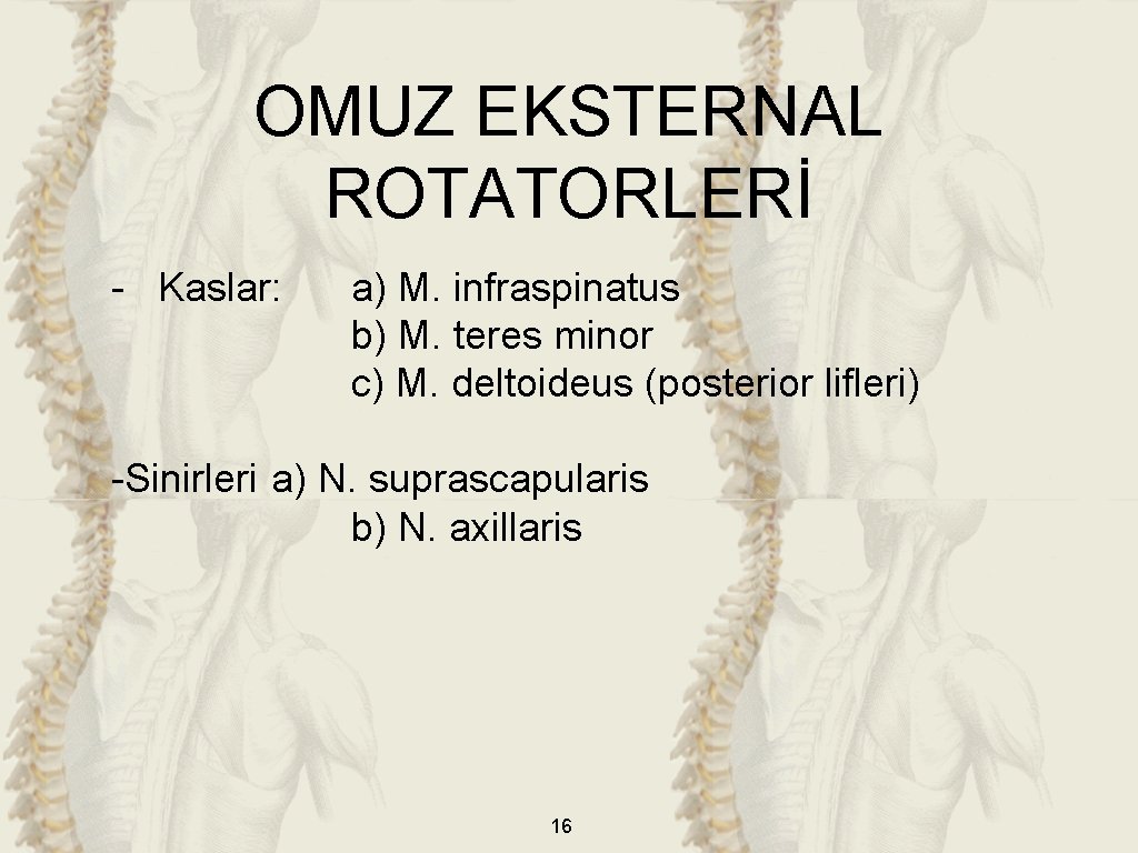 OMUZ EKSTERNAL ROTATORLERİ - Kaslar: a) M. infraspinatus b) M. teres minor c) M.