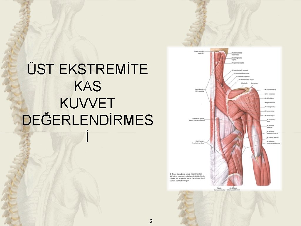 ÜST EKSTREMİTE KAS KUVVET DEĞERLENDİRMES İ 2 