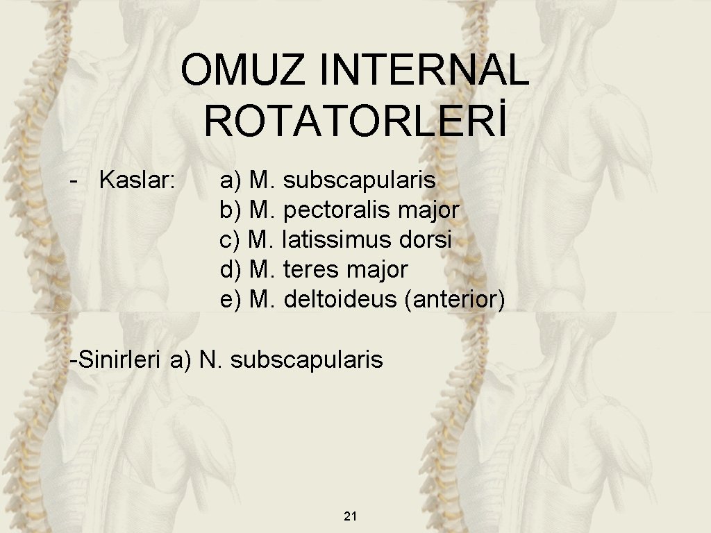OMUZ INTERNAL ROTATORLERİ - Kaslar: a) M. subscapularis b) M. pectoralis major c) M.