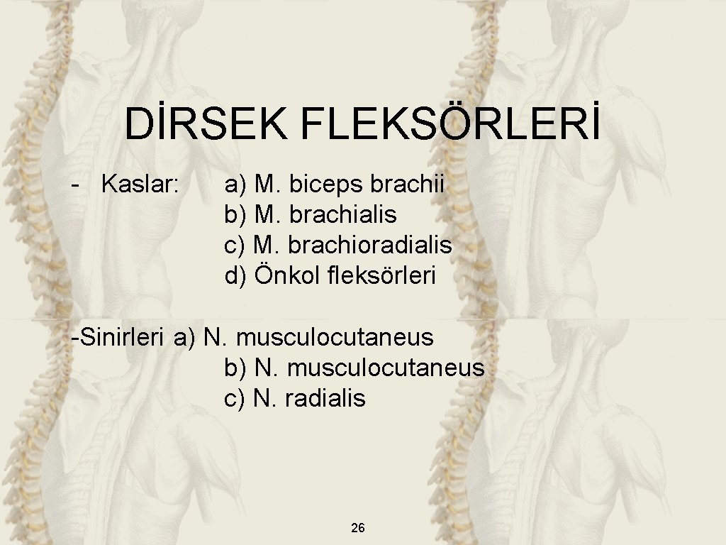 DİRSEK FLEKSÖRLERİ - Kaslar: a) M. biceps brachii b) M. brachialis c) M. brachioradialis