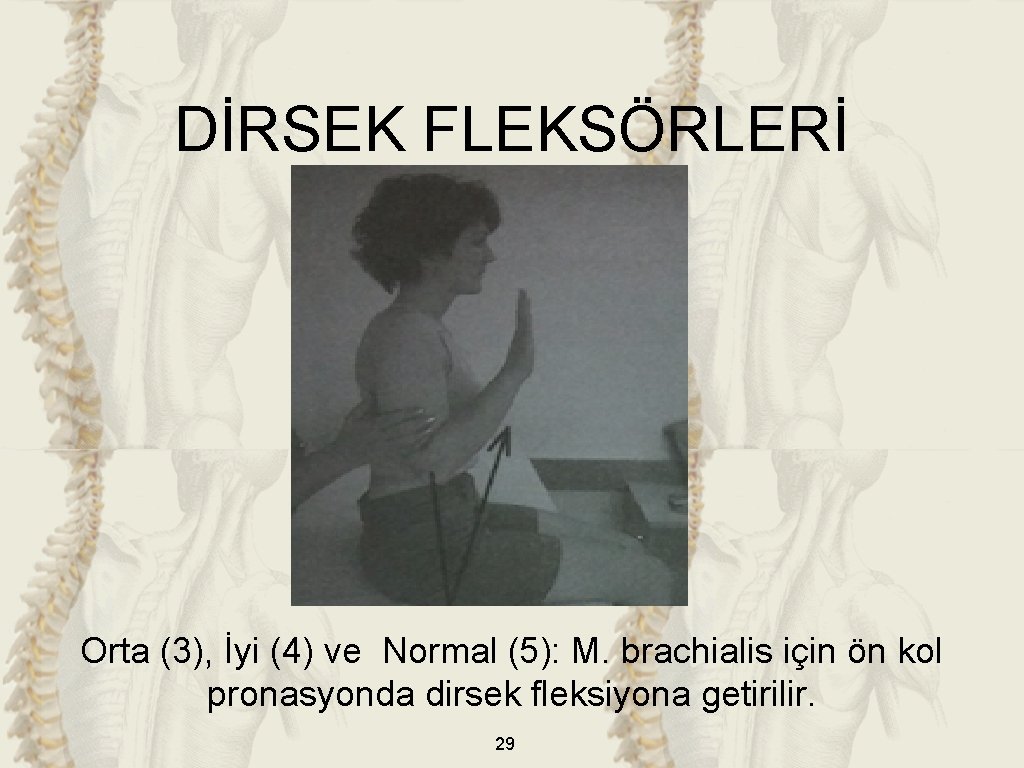 DİRSEK FLEKSÖRLERİ Orta (3), İyi (4) ve Normal (5): M. brachialis için ön kol