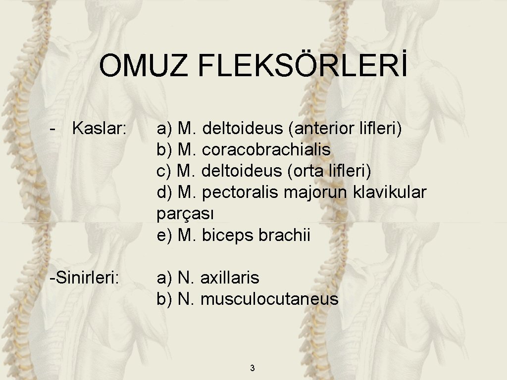 OMUZ FLEKSÖRLERİ - Kaslar: a) M. deltoideus (anterior lifleri) b) M. coracobrachialis c) M.