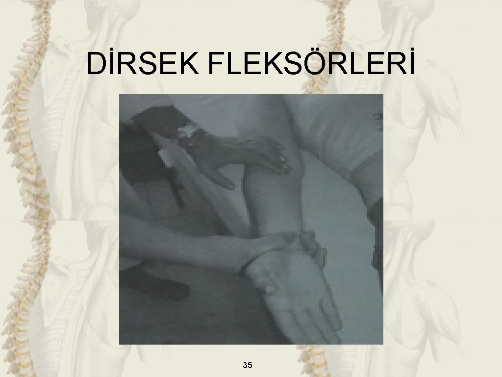 DİRSEK FLEKSÖRLERİ 35 