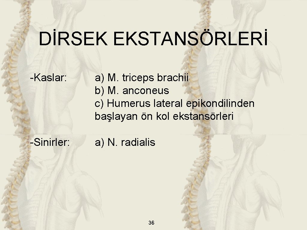 DİRSEK EKSTANSÖRLERİ -Kaslar: a) M. triceps brachii b) M. anconeus c) Humerus lateral epikondilinden