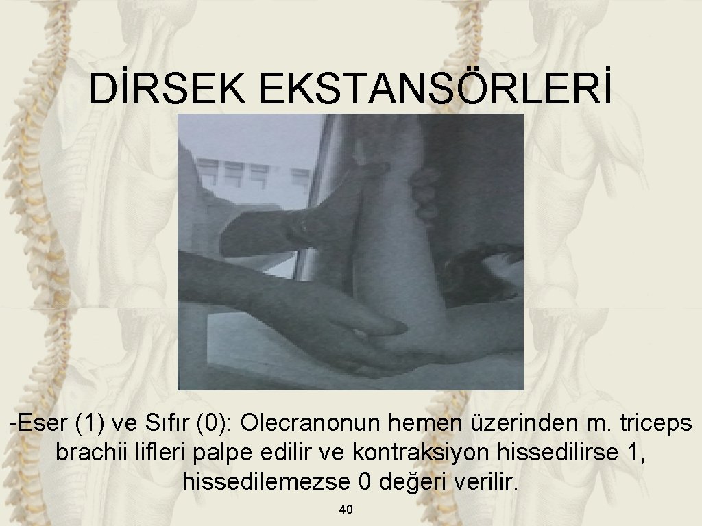 DİRSEK EKSTANSÖRLERİ -Eser (1) ve Sıfır (0): Olecranonun hemen üzerinden m. triceps brachii lifleri