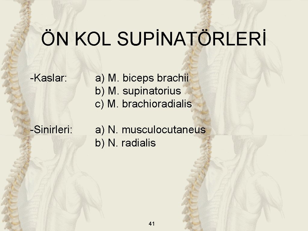 ÖN KOL SUPİNATÖRLERİ -Kaslar: a) M. biceps brachii b) M. supinatorius c) M. brachioradialis