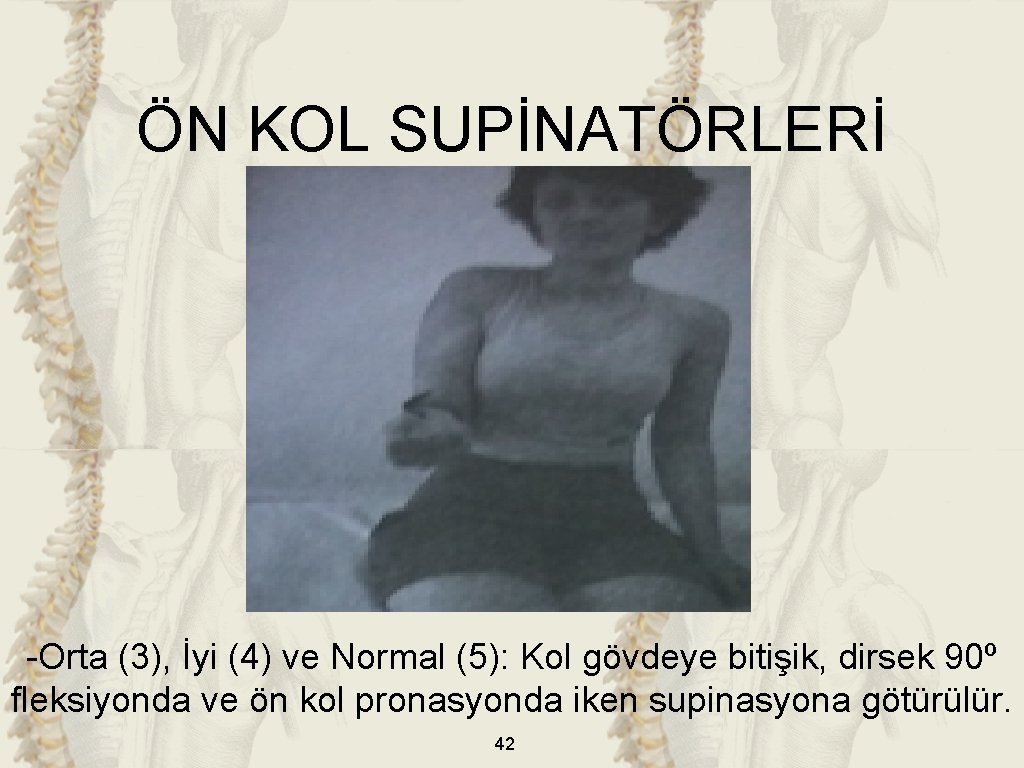 ÖN KOL SUPİNATÖRLERİ -Orta (3), İyi (4) ve Normal (5): Kol gövdeye bitişik, dirsek