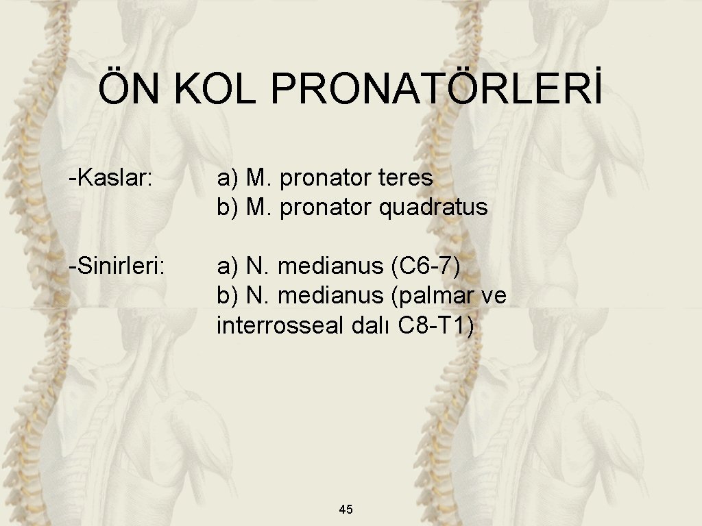 ÖN KOL PRONATÖRLERİ -Kaslar: a) M. pronator teres b) M. pronator quadratus -Sinirleri: a)