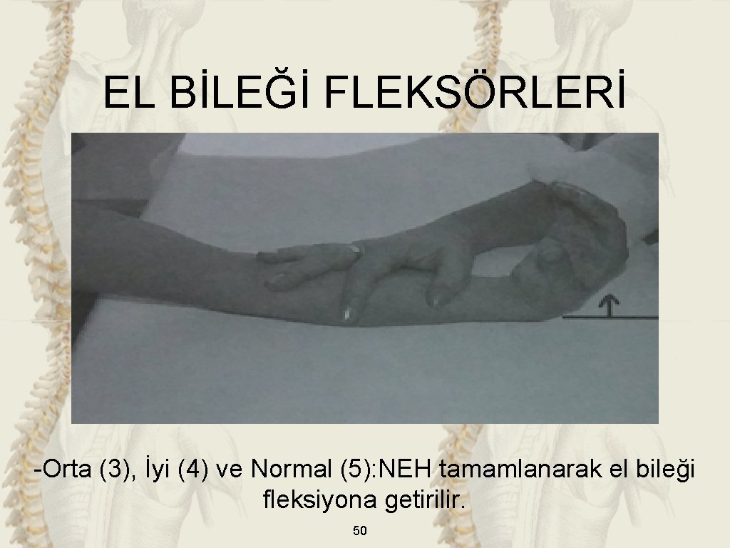 EL BİLEĞİ FLEKSÖRLERİ -Orta (3), İyi (4) ve Normal (5): NEH tamamlanarak el bileği