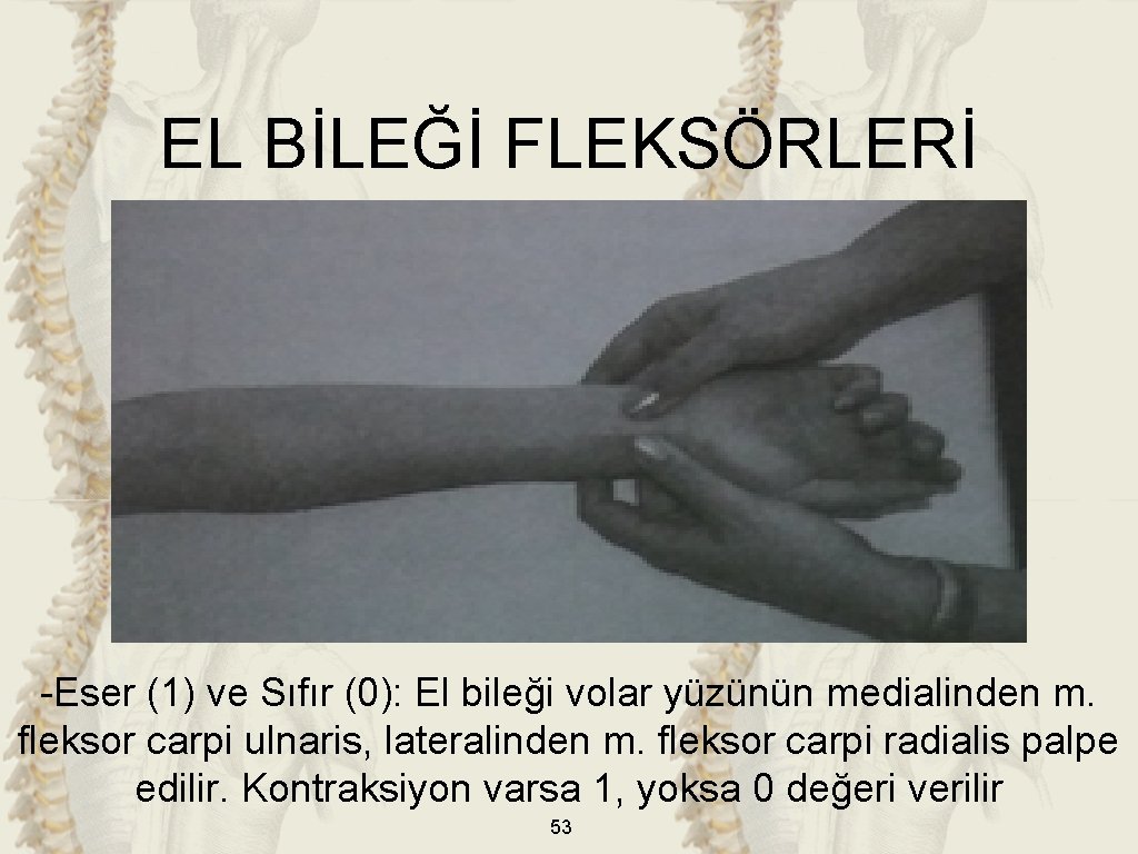 EL BİLEĞİ FLEKSÖRLERİ -Eser (1) ve Sıfır (0): El bileği volar yüzünün medialinden m.