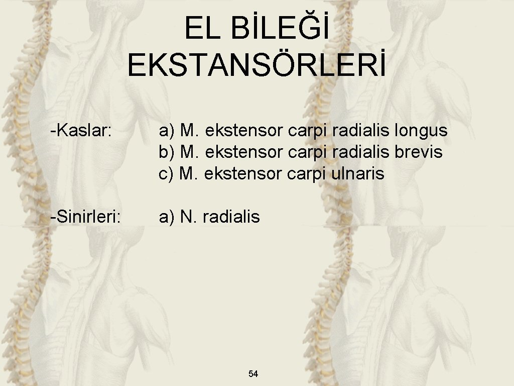 EL BİLEĞİ EKSTANSÖRLERİ -Kaslar: a) M. ekstensor carpi radialis longus b) M. ekstensor carpi