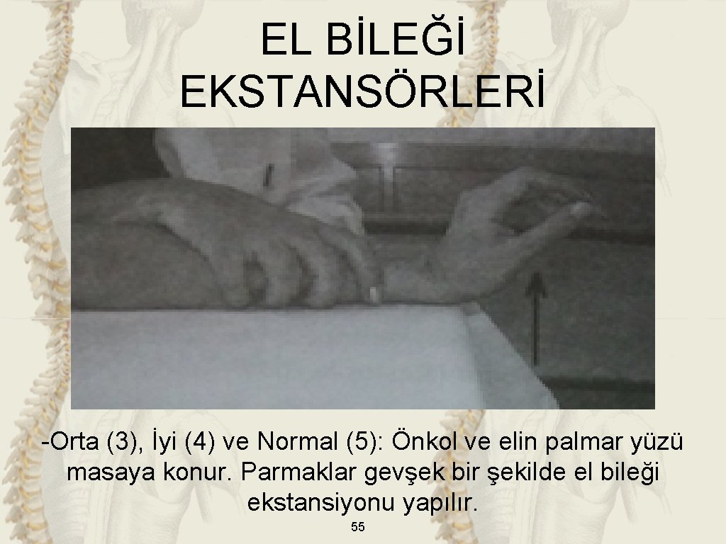 EL BİLEĞİ EKSTANSÖRLERİ -Orta (3), İyi (4) ve Normal (5): Önkol ve elin palmar