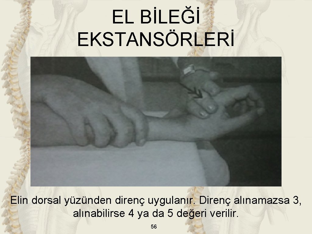 EL BİLEĞİ EKSTANSÖRLERİ Elin dorsal yüzünden direnç uygulanır. Direnç alınamazsa 3, alınabilirse 4 ya