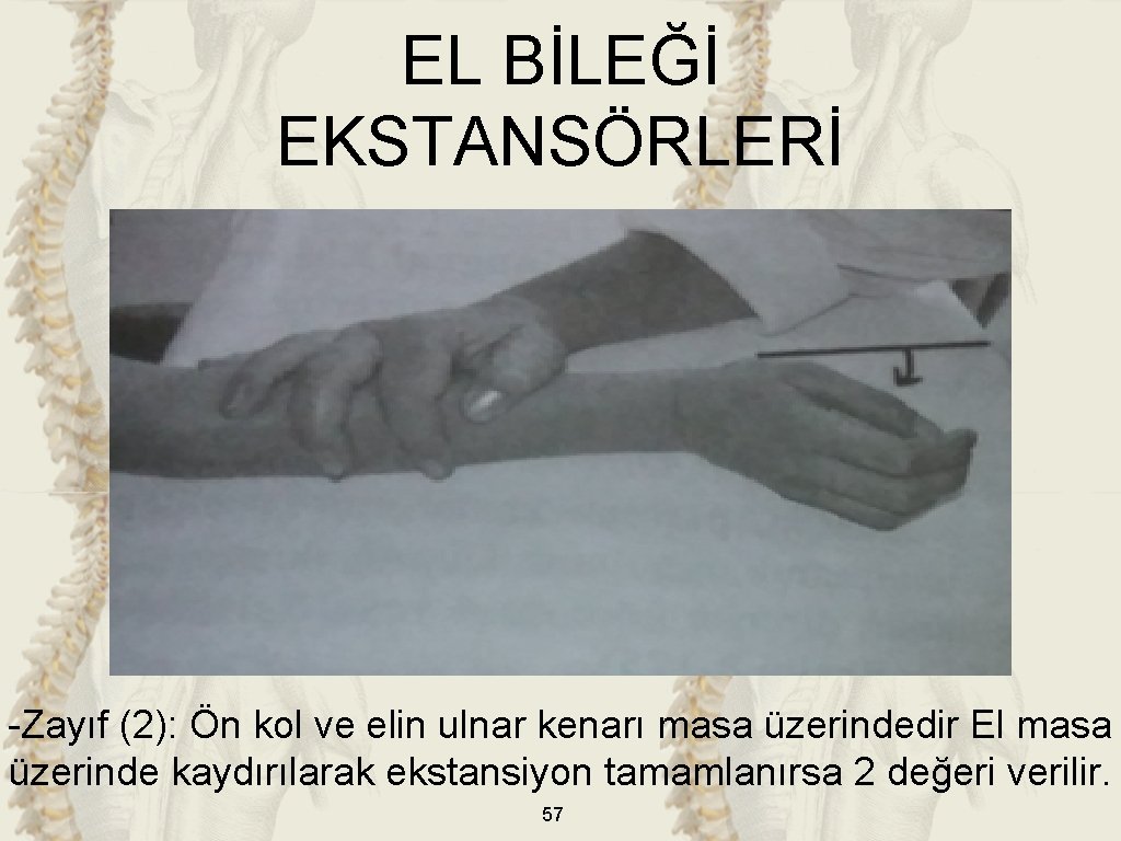 EL BİLEĞİ EKSTANSÖRLERİ -Zayıf (2): Ön kol ve elin ulnar kenarı masa üzerindedir El