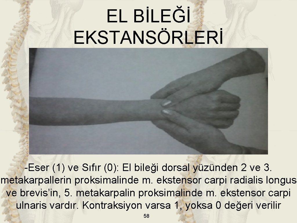 EL BİLEĞİ EKSTANSÖRLERİ -Eser (1) ve Sıfır (0): El bileği dorsal yüzünden 2 ve