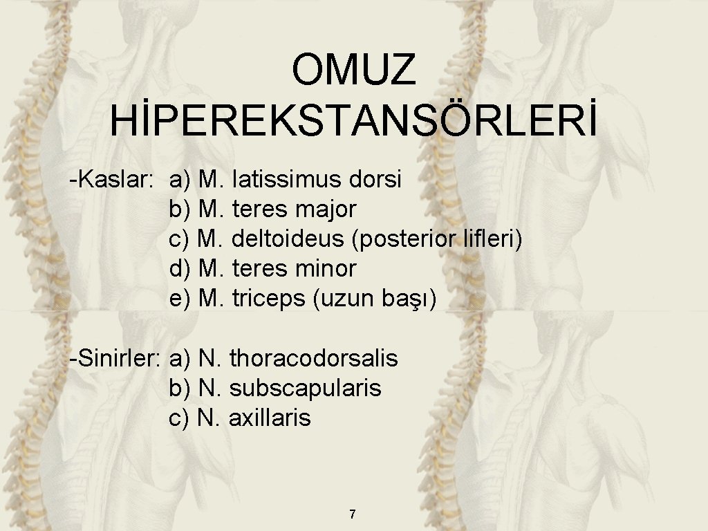 OMUZ HİPEREKSTANSÖRLERİ -Kaslar: a) M. latissimus dorsi b) M. teres major c) M. deltoideus