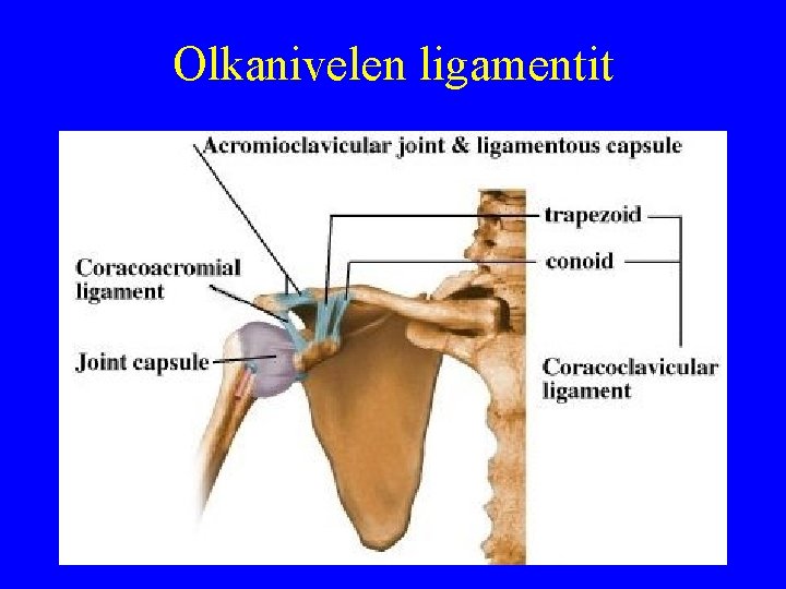 Olkanivelen ligamentit 