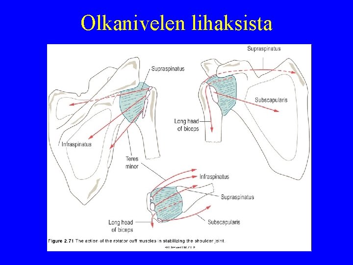 Olkanivelen lihaksista 