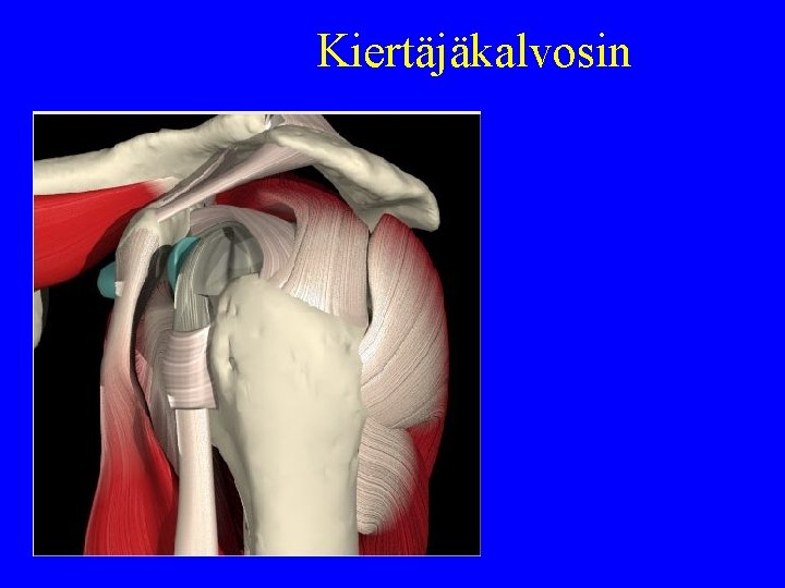 Kiertäjäkalvosin 