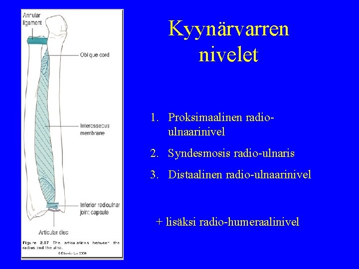 Kyynärvarren nivelet 1. Proksimaalinen radioulnaarinivel 2. Syndesmosis radio-ulnaris 3. Distaalinen radio-ulnaarinivel + lisäksi radio-humeraalinivel