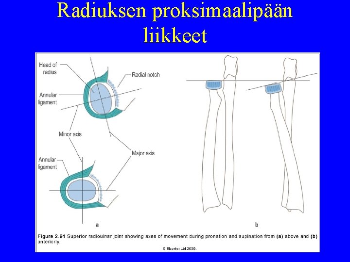 Radiuksen proksimaalipään liikkeet 