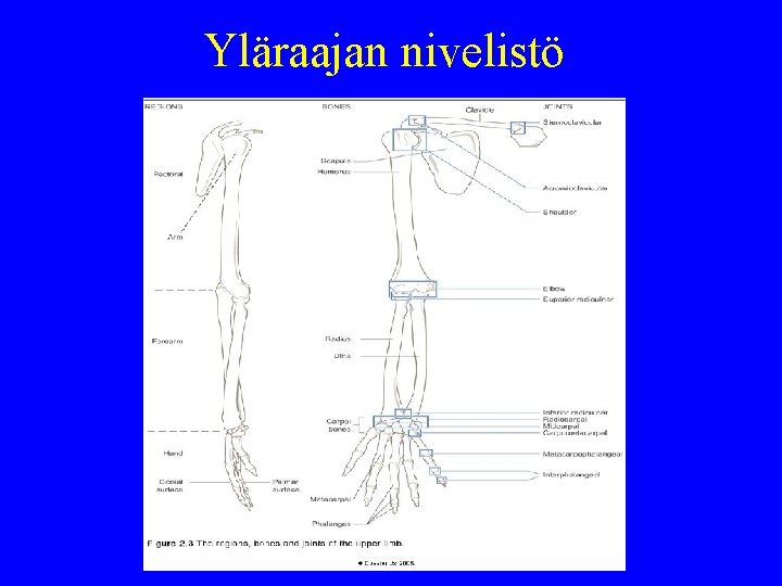 Yläraajan nivelistö 