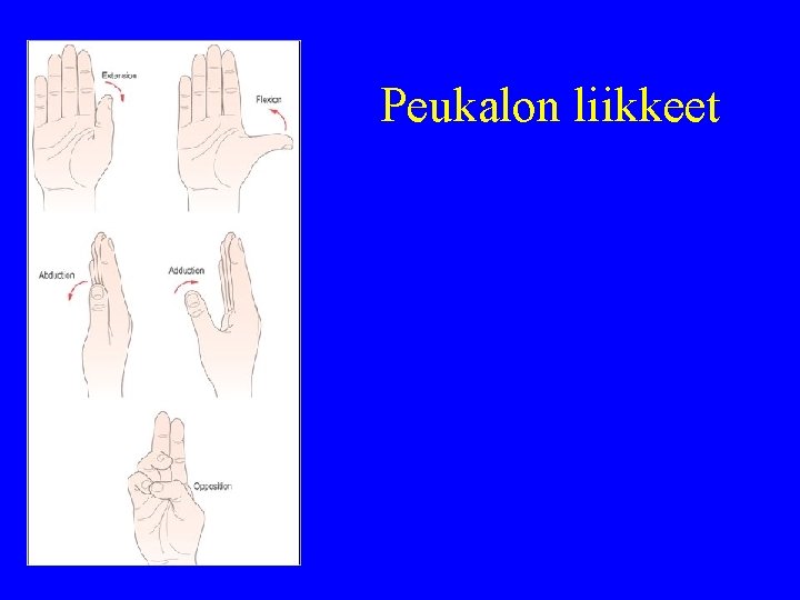 Peukalon liikkeet 