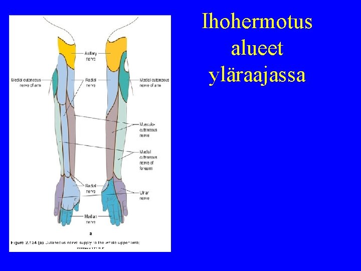 Ihohermotus alueet yläraajassa 