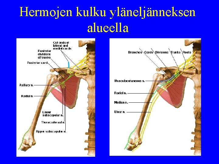 Hermojen kulku yläneljänneksen alueella 