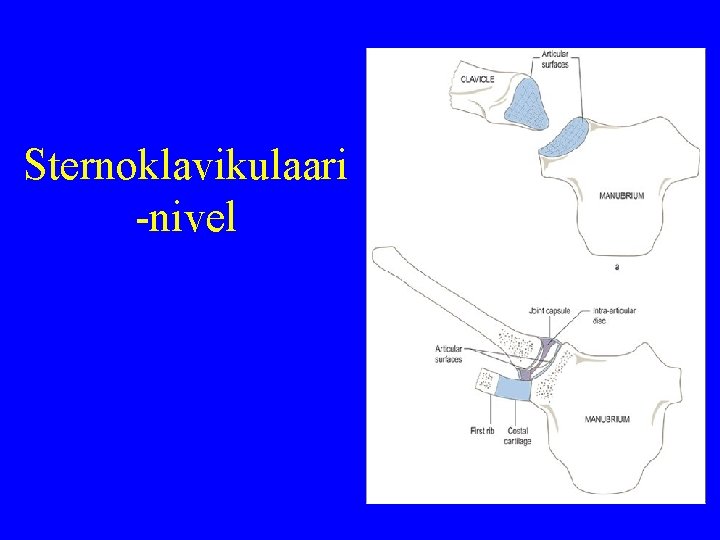 Sternoklavikulaari -nivel 