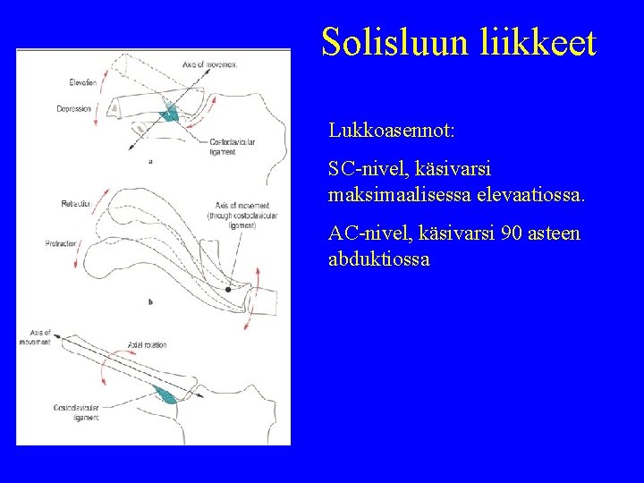 Solisluun liikkeet Lukkoasennot: SC-nivel, käsivarsi maksimaalisessa elevaatiossa. AC-nivel, käsivarsi 90 asteen abduktiossa 