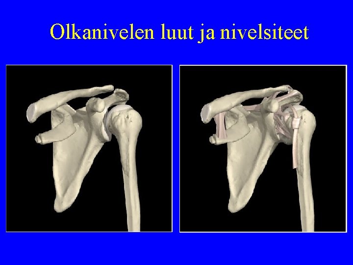 Olkanivelen luut ja nivelsiteet 