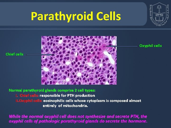 Parathyroid Cells Oxyphil cells Chief cells Normal parathyroid glands comprise 2 cell types: i.