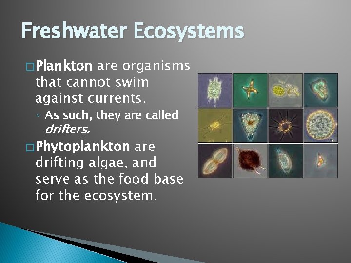 Freshwater Ecosystems � Plankton are organisms that cannot swim against currents. ◦ As such,