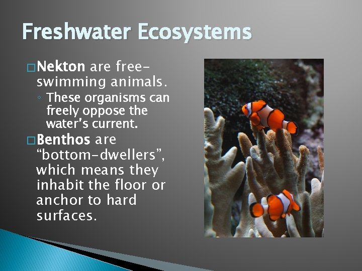 Freshwater Ecosystems � Nekton are freeswimming animals. ◦ These organisms can freely oppose the