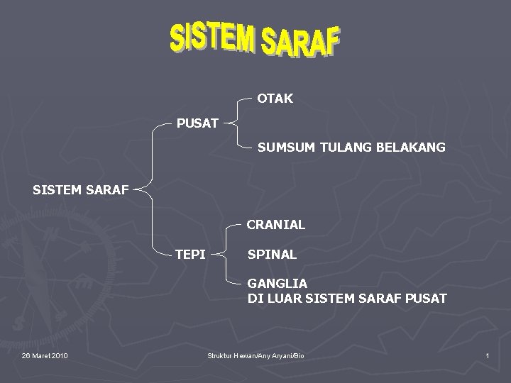 OTAK PUSAT SUMSUM TULANG BELAKANG SISTEM SARAF CRANIAL TEPI SPINAL GANGLIA DI LUAR SISTEM