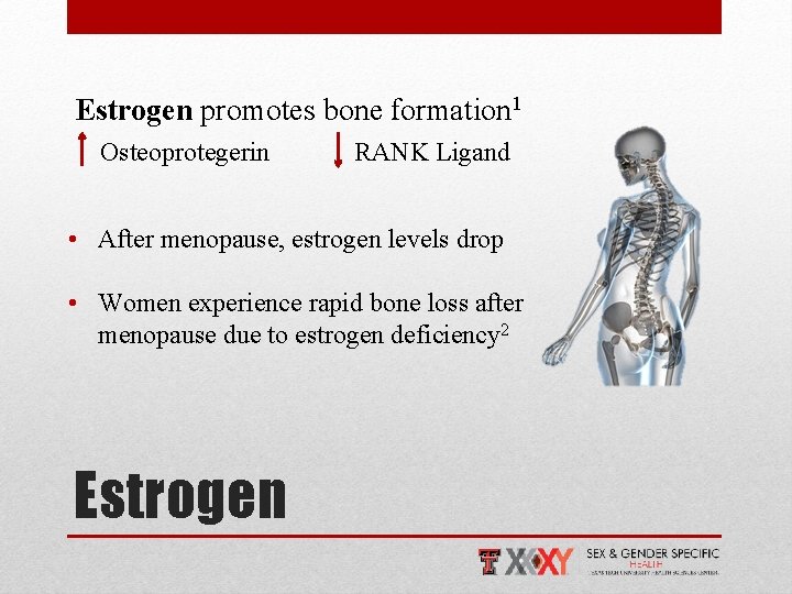 Estrogen promotes bone formation 1 Osteoprotegerin RANK Ligand • After menopause, estrogen levels drop