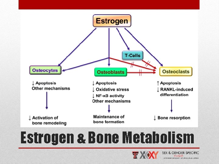 Estrogen & Bone Metabolism 