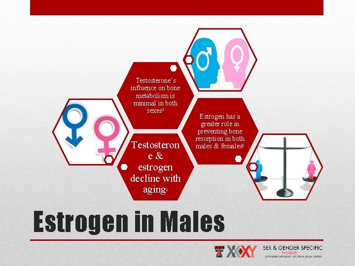 Testosterone’s influence on bone metabolism is minimal in both sexes 2 Testosteron e& estrogen