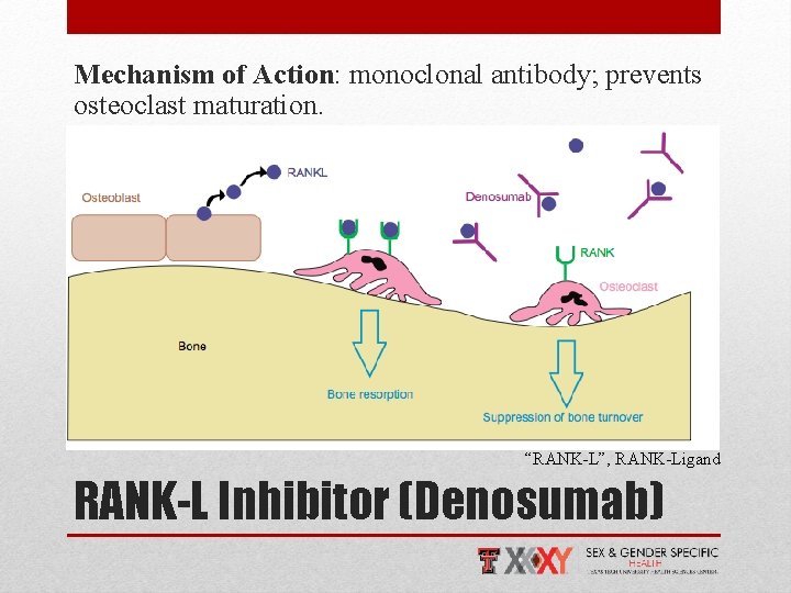 Mechanism of Action: monoclonal antibody; prevents osteoclast maturation. “RANK-L”, RANK-Ligand RANK-L Inhibitor (Denosumab) 