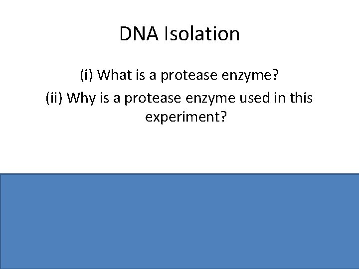 DNA Isolation (i) What is a protease enzyme? (ii) Why is a protease enzyme