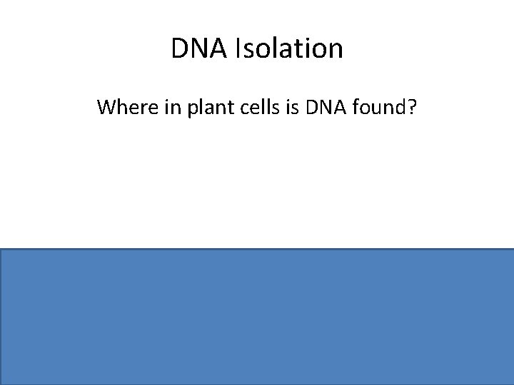 DNA Isolation Where in plant cells is DNA found? Nucleus or chloroplasts or mitochondria DNA Isolation Where in plant cells is DNA found? Nucleus or chloroplasts or mitochondria
